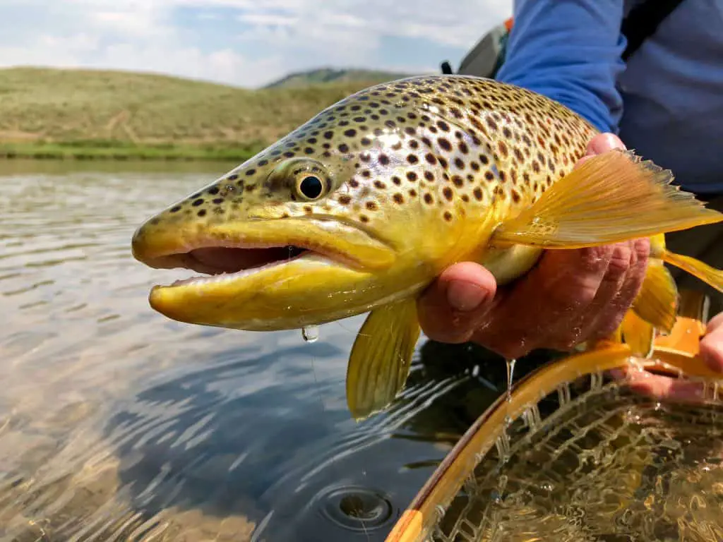 Fly Fishing in Summer Flows